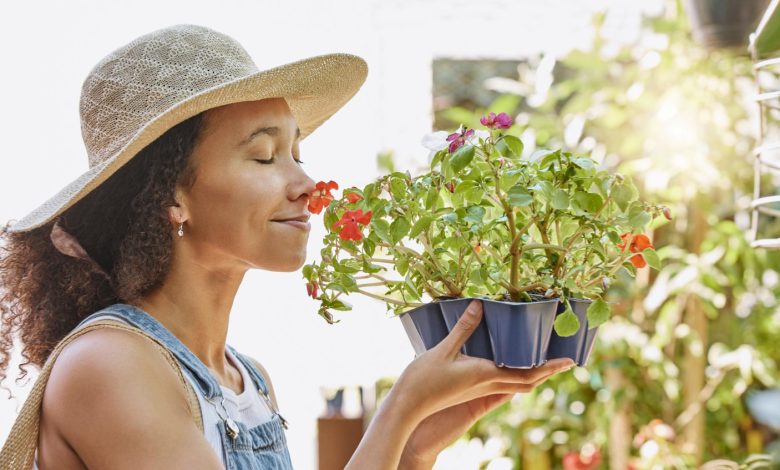 Las 10 mejores plantas para aliviar el estrés en el hogar