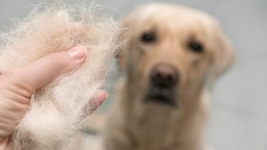 Perro que sufre de pérdida de pelo