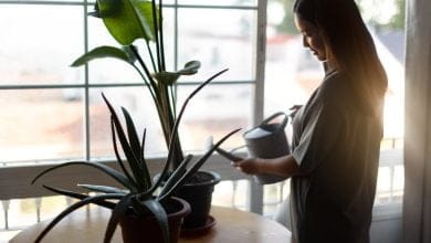 plantas - Cómo saber si estás regando en exceso tu planta: señales, consejos y prevención