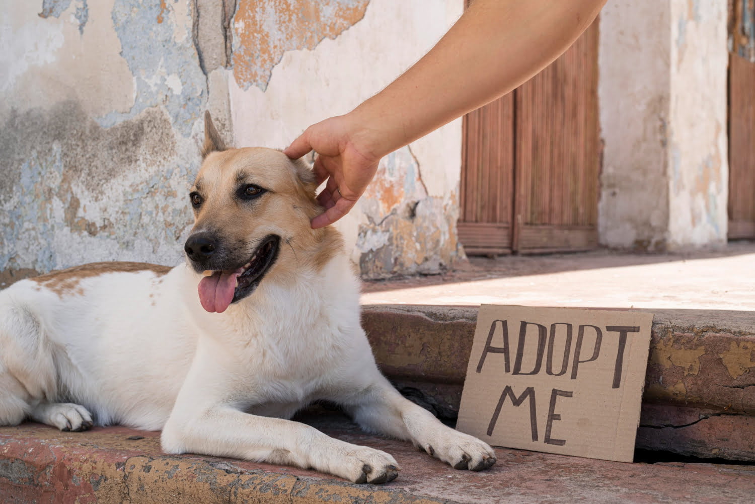 7 Razones Para Adoptar Un Perro De Mascota La Compañía Ideal 4344