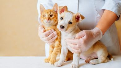 mascotas / razas de perros / dormir con las mascotas / celebraciones de diciembre / gato