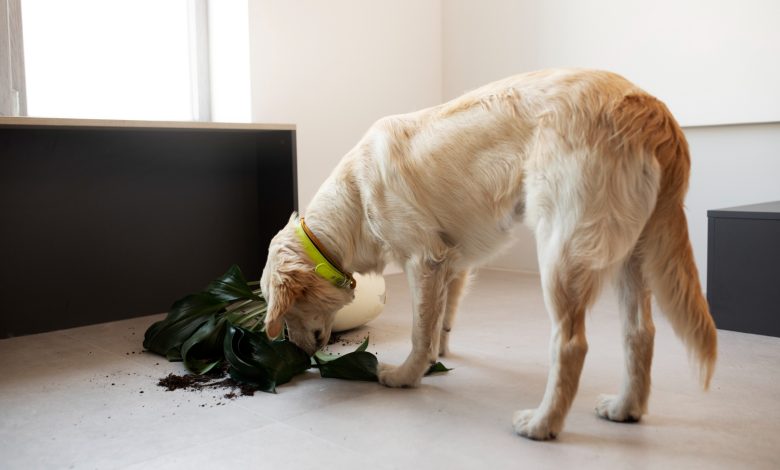 exceso de hambre en los perros