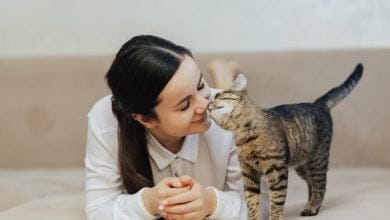 gatos / dueños de gatos / razas de gatos - duerme con su gato