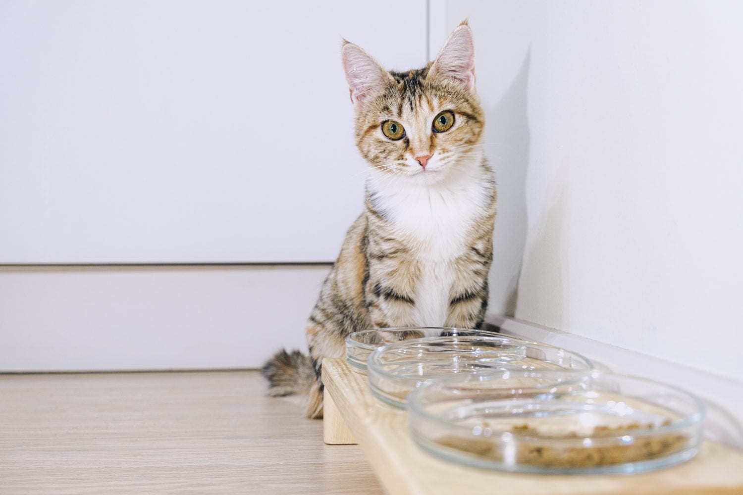 Los 10 alimentos que debes evitar darle a tu gato / intoxicación alimentaria
