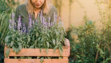 Las mejores plantas para mantener alejados a los mosquitos