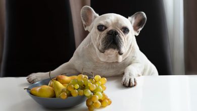 ¿Por qué es peligroso que su perro coma uvas?