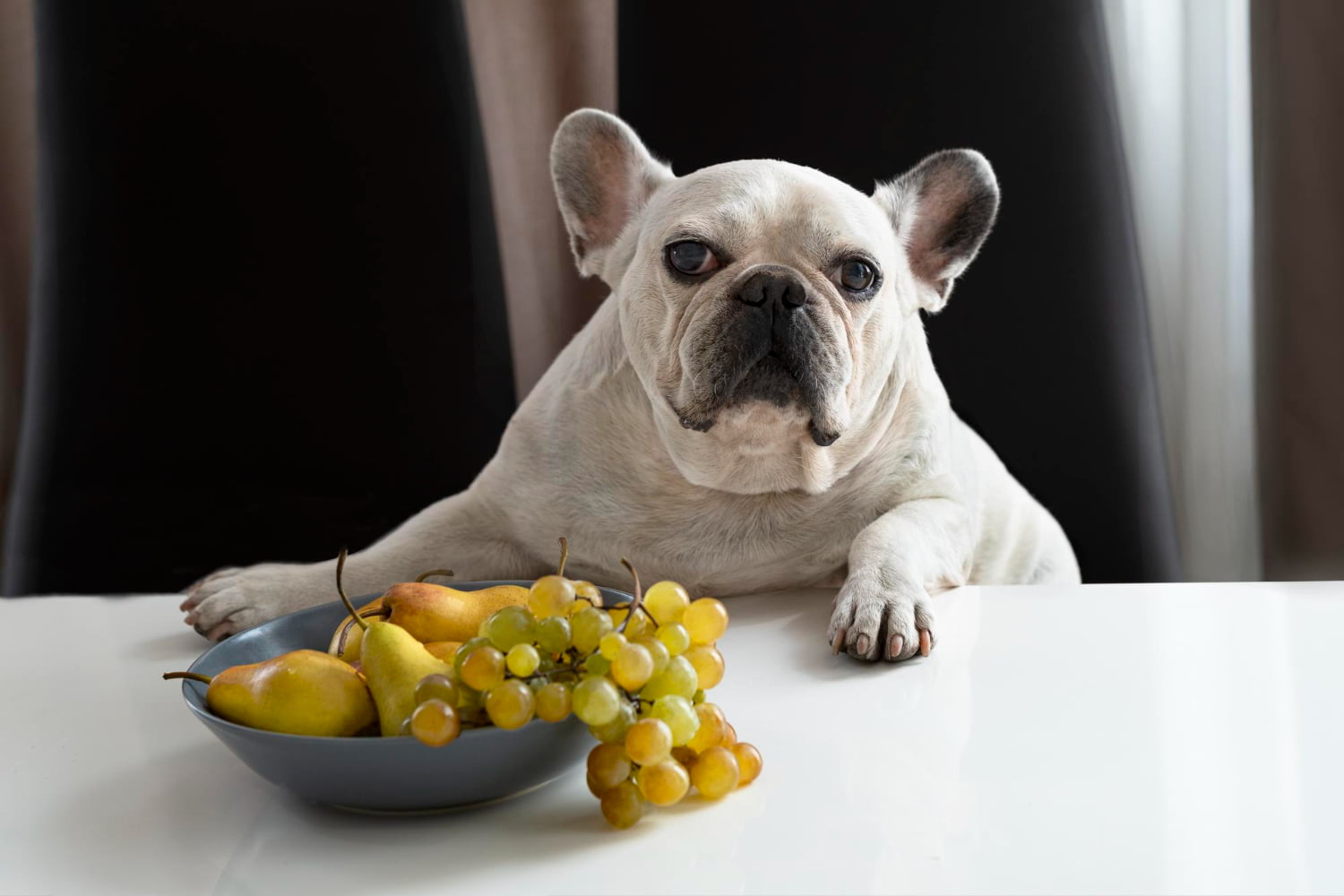 ¿Por qué es peligroso que su perro coma uvas?