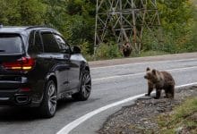 Hombre se disfrazó de oso para destrozar un carro y cobrar al seguro