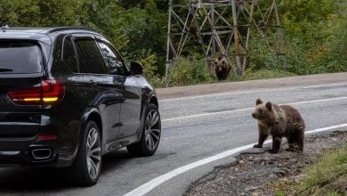 Hombre se disfrazó de oso para destrozar un carro y cobrar al seguro