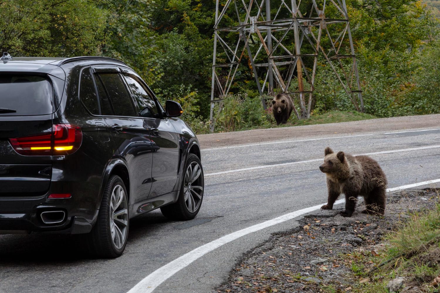 Hombre se disfrazó de oso para destrozar un carro y cobrar al seguro